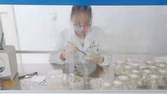 玉米單倍體工廠化技術(shù)服務(wù) 革新育種效率的關(guān)鍵支撐